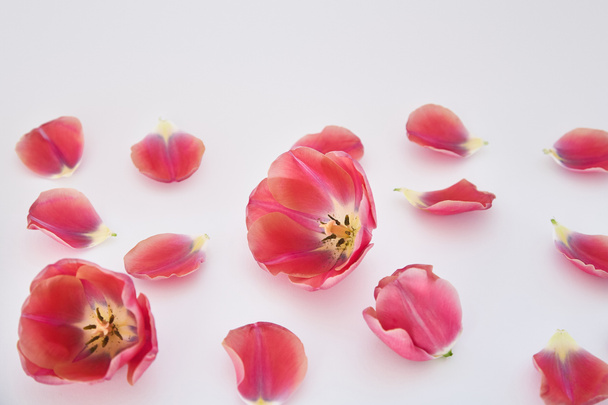 pink tulips and petals scattered on white background - Fotoğraf, Görsel