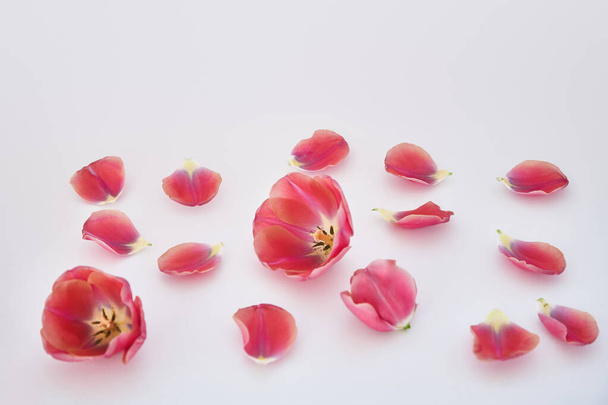 pink tulips and petals scattered on white background - Foto, imagen