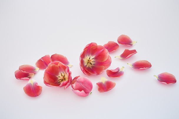 tulips and petals scattered on white background - Foto, Imagen