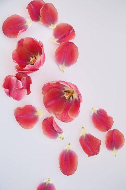 top view of tulips and petals scattered on white background - Fotografie, Obrázek