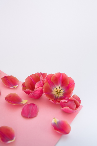 tulips and petals scattered on pink and white background - Foto, afbeelding