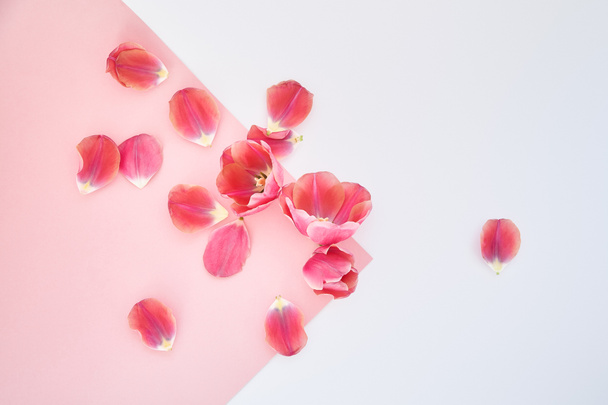 ピンクと白の背景に散在するバラやチューリップやカーネーションの上からの眺め ロイヤリティフリー写真 画像素材