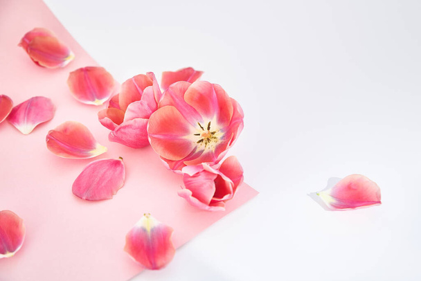 tulipany i płatki rozrzucone na różowym i białym tle - Zdjęcie, obraz