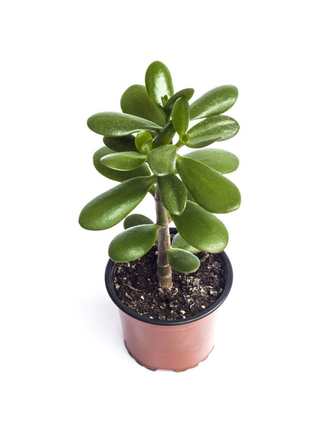 Planta de Crassula ovata en maceta aislada sobre fondo blanco
 - Foto, imagen