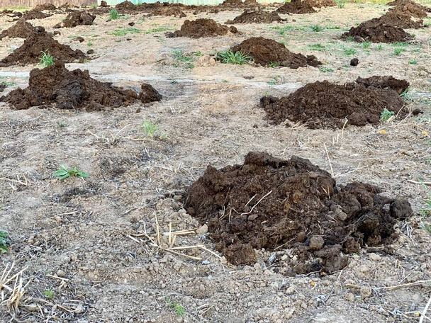 Çiftlik arazisinde bir gübre yığını. Sahada toprak gevşedi. Bahar ekimi.. - Fotoğraf, Görsel