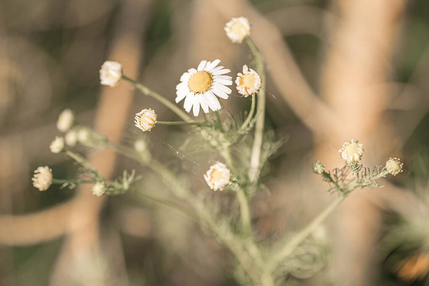 カモミール畑の背景。美しい白い花のフィールドのテクスチャ。ベラルーシ、ミンスク. - 写真・画像