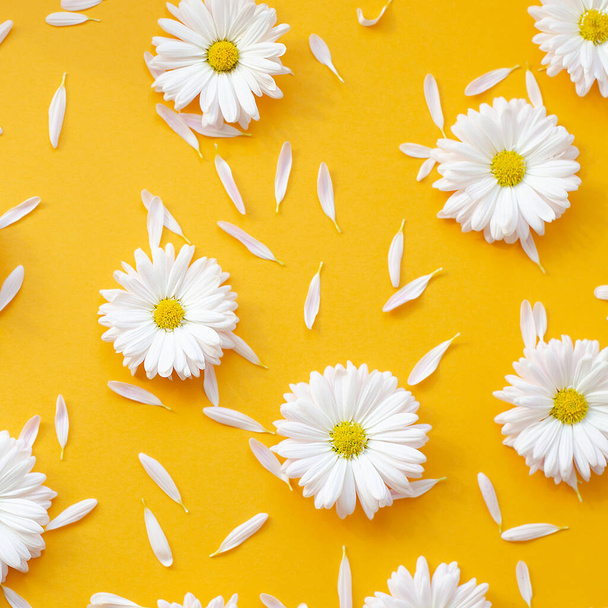 Many chamomile with petals on an orange background. - Foto, imagen
