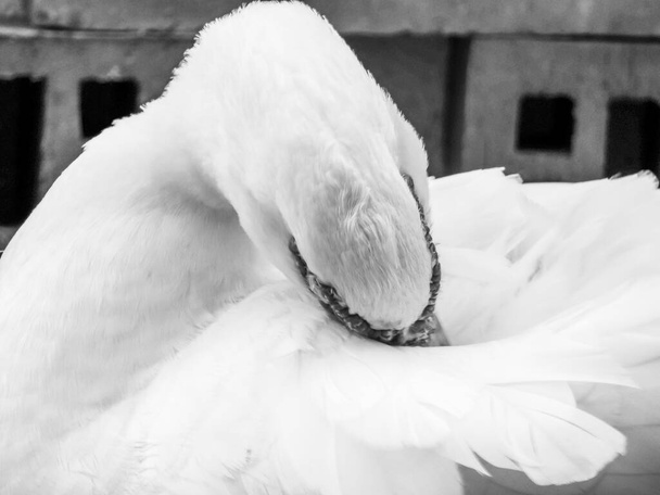 Cairina moschata - Photographie de canard musqué
 - Photo, image