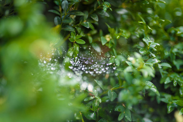 Esőcseppekkel vagy harmatokkal borított pókhálós buxus vagy bokorlevél - Fotó, kép