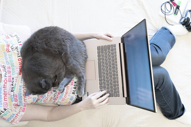 Békés macska alszik a nő, aki dolgozik a számítógépen otthon a kanapén, őszinte. A családi élet fogalma. - Fotó, kép