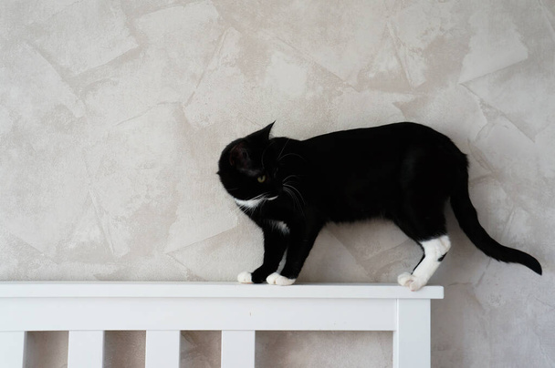 fekete macska -val fehér láb sétál a fej -ból ágy - Fotó, kép