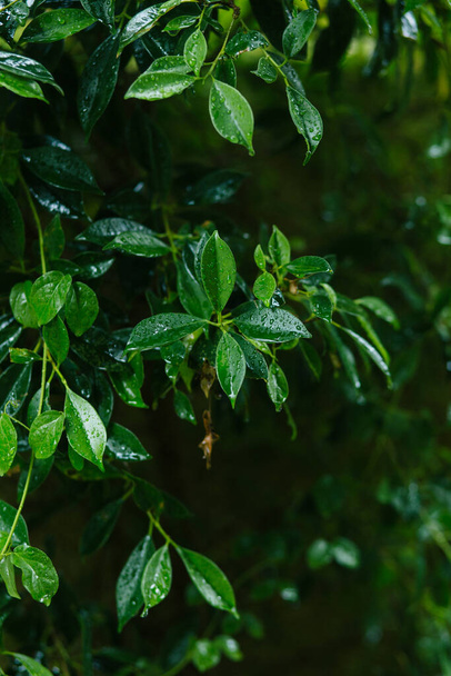closeup view of green fresh plant leaves - Фото, изображение