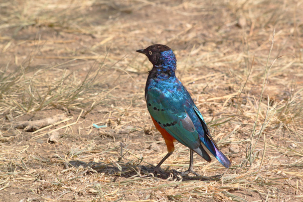 African bird, Superb starling, on the ground - Zdjęcie, obraz