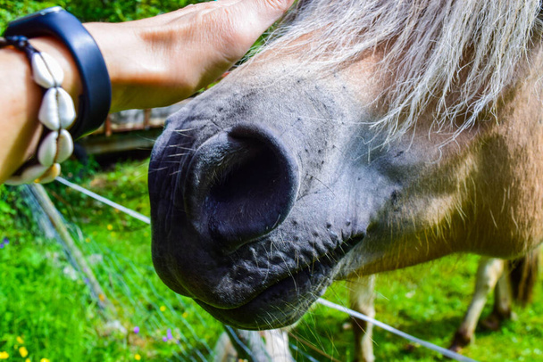 The caucasian man's hand stroking a horse's face. Horse nostrils close-up. Summer rural landscape with a green meadow in the background. - Photo, Image