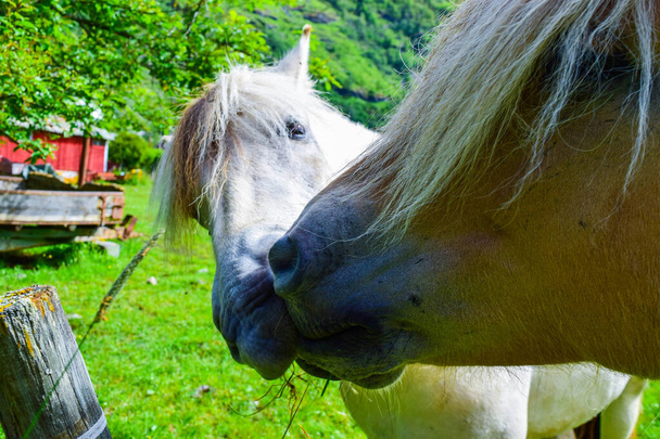 Zwei Pferde küssen sich. Weiße Stute und braunes Pferd drücken Liebe füreinander aus. Maulkorb aus nächster Nähe. Sommer ländliche Landschaft mit einer grünen Wiese im Hintergrund. - Foto, Bild