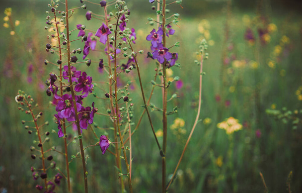 Violetteja kevätkukkia ja aurinkoista niittyä. Helluntaionnittelukortti
 - Valokuva, kuva