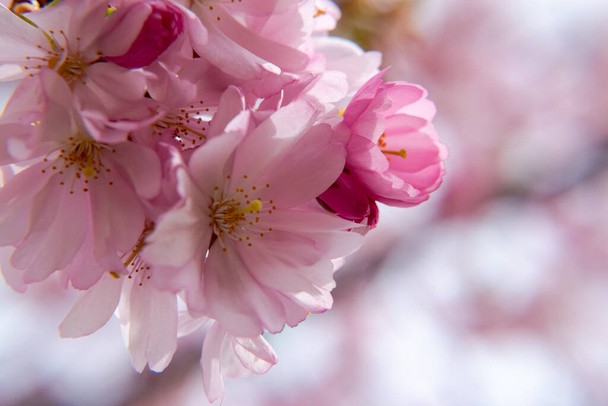 Um breve momento da estação na primavera é a floração da árvore sakura
. - Foto, Imagem