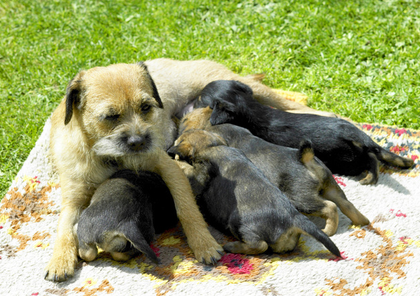 Θηλυκό σκυλί με κουτάβια (σύνορα τεριέ) - Φωτογραφία, εικόνα