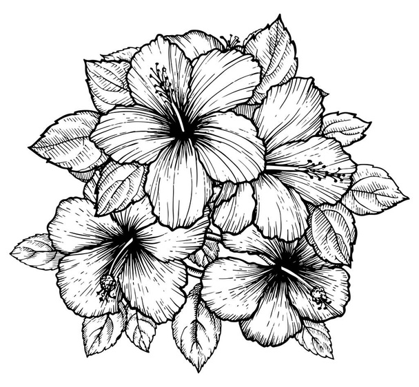 Hand drawn tropical hibiscus flower bouquet with leaves. Sketch florals on white background. Exotic blooms, engraving style for textile, surface design or banner. Great template for coloring book - Wektor, obraz