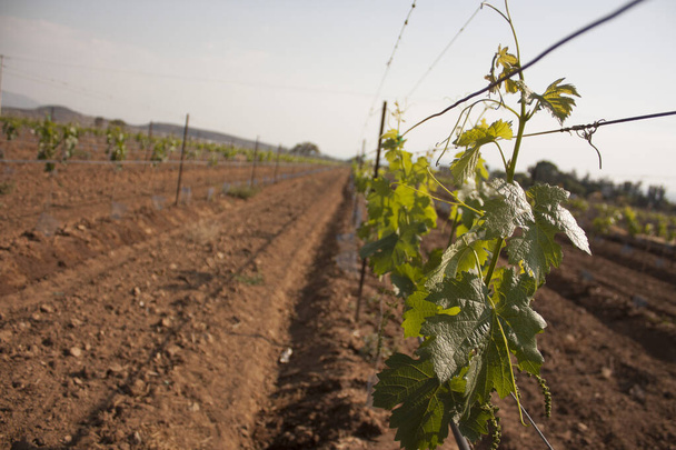 Серед борозни землі молоді барильця для виробництва вина в Мексиці сир і винний стенд - Фото, зображення