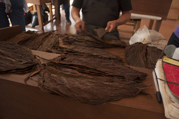 processus de fabrication du tabac la sélection d'une bonne feuille dans une usine à Mexico
 - Photo, image