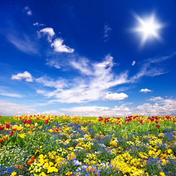 piękne kwiaty łąka i pochmurne niebo niebieskie - Zdjęcie, obraz