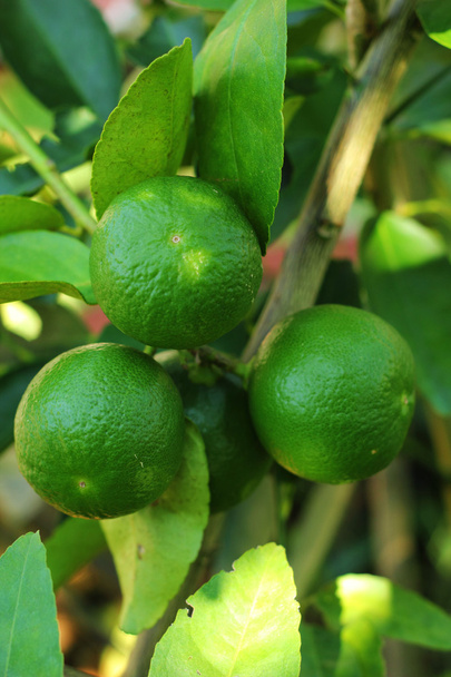 Лимон на дереві в саду
 - Фото, зображення