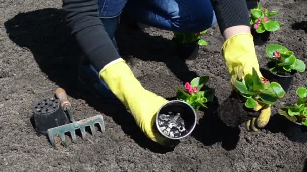 virág növény temető - Felvétel, videó
