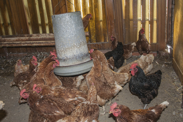 Hühner auf dem Bauernhof - Foto, Bild