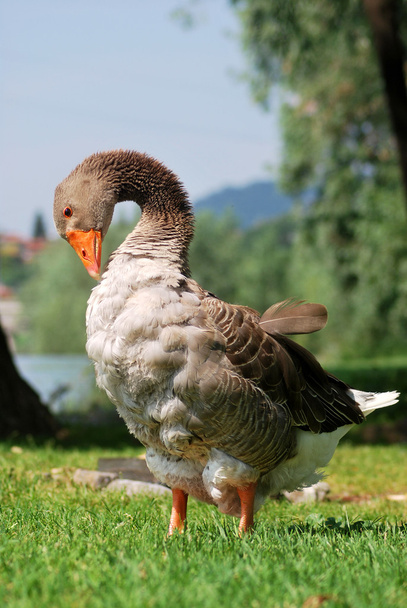 Goose - Photo, Image