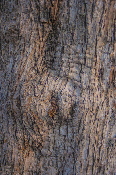 Texture wooden trunk - Photo, Image