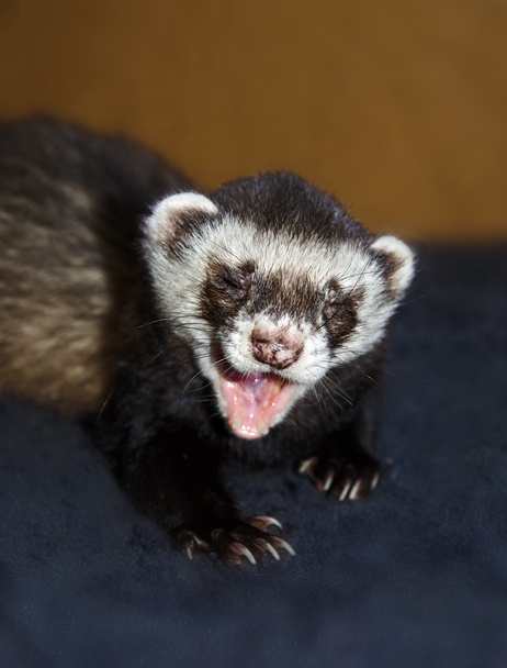 Funny ferret is yawning - Photo, Image