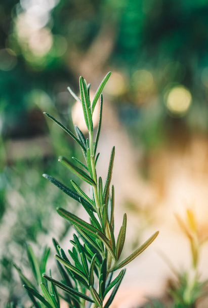 Fresh Rosemary Herb grow outdoor. Rosemary leaves Close-up. - Foto, Imagen