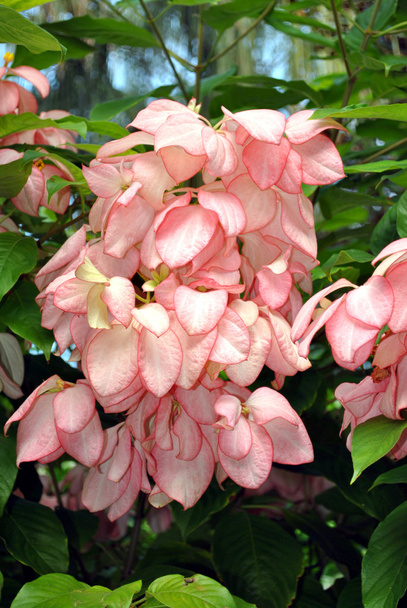 Pink Tropical Dogwood - Photo, Image