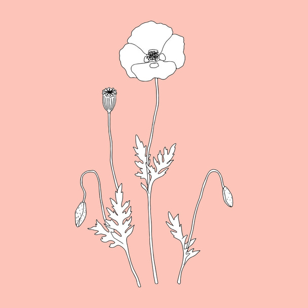 Monochrome poppy on a rosy background.  - Vector, Image