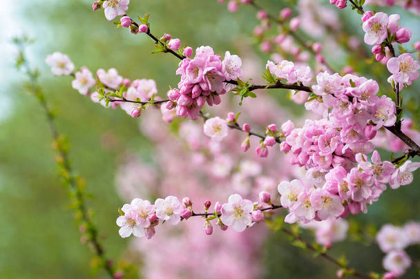 Zachte focus. Kersenbloesem of sakura bloem op groene natuur achtergrond. Een close-up. Kopieerruimte. - Foto, afbeelding