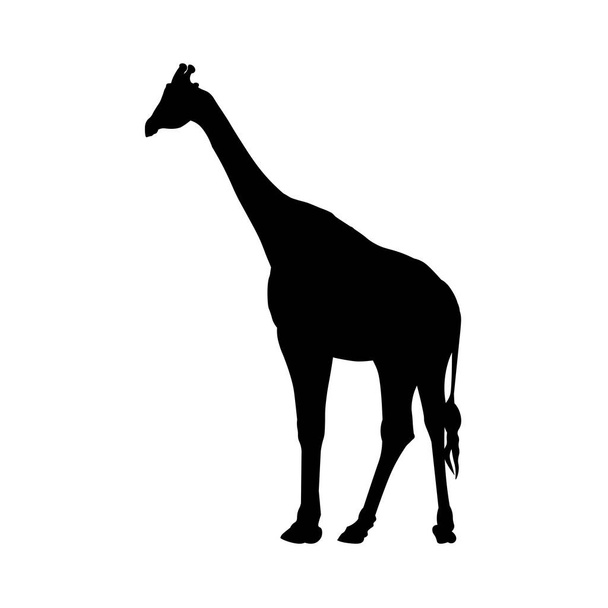 Silhouette of giraffe isolated on white background. African animal, wildlife. Vector illustration - Vecteur, image