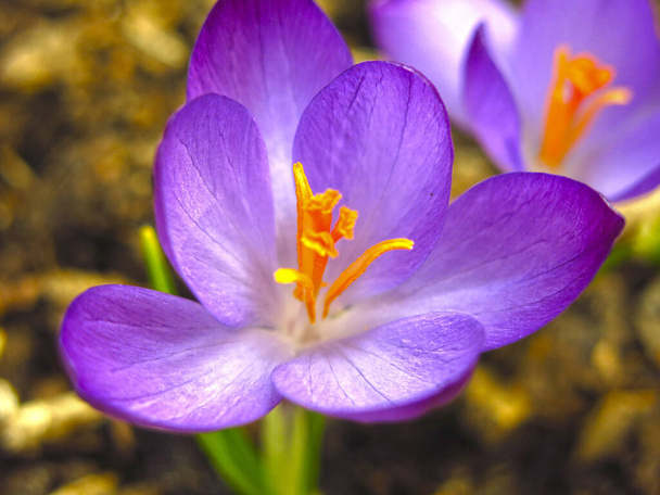 violet Crocus pousse au printemps dans un lit de fleurs
 - Photo, image