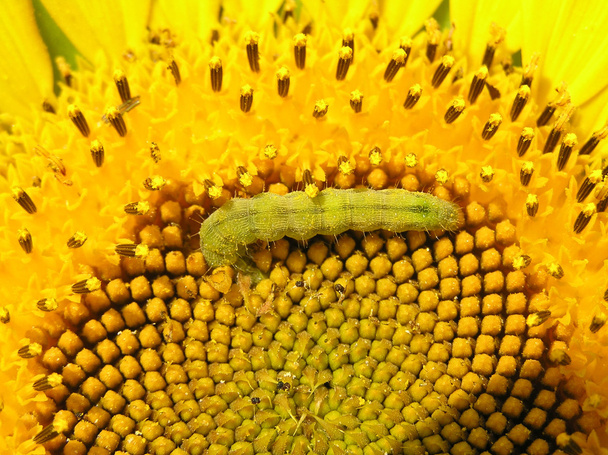 caterpillar smakoszy - Zdjęcie, obraz