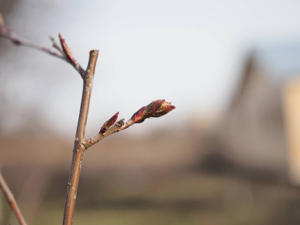 Fermer le bourgeon de châtaignier au début du printemps
 - Photo, image