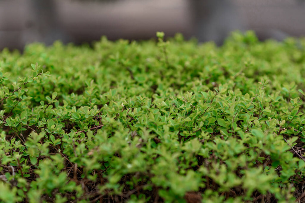 close up of a green grass - Foto, Imagem