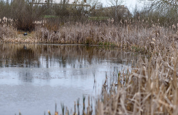 reeds in the water - Photo, Image