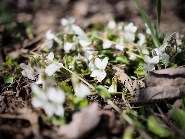 white forest violets beautiful flowers in spring - Photo, Image
