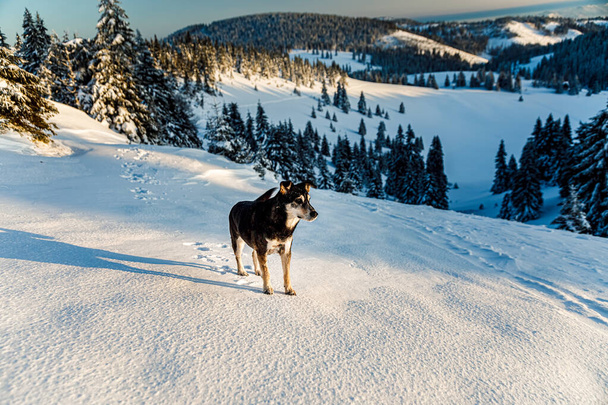 Dog in mountain, beautiful snowy winter landscape. - Foto, afbeelding