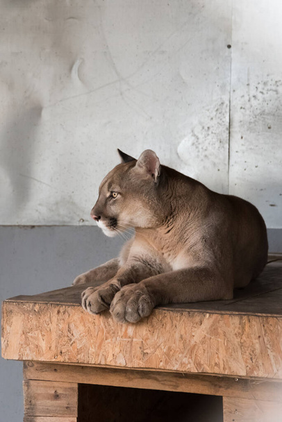 A canadian Cougar rests on his house in the zoo. The profile of the animal. Portrait. - Φωτογραφία, εικόνα