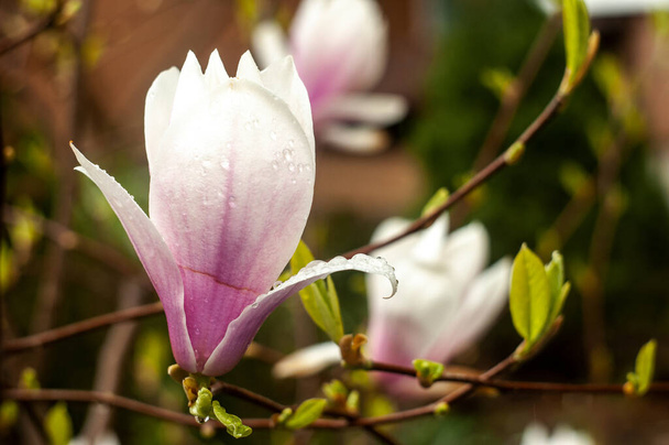 Saucer magnólia flor no fundo natural desfocado, close-up, conceito de primavera
  - Foto, Imagem