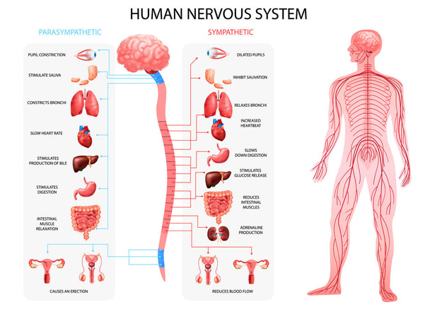 Ρεαλιστικό διάγραμμα του νευρικού συστήματος  - Διάνυσμα, εικόνα