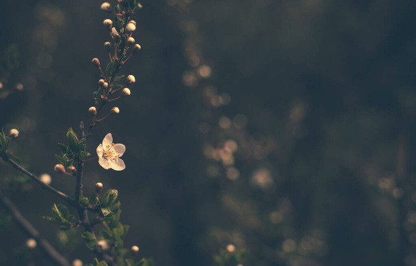 Dark photo of a blooming white flower in the nature - Φωτογραφία, εικόνα