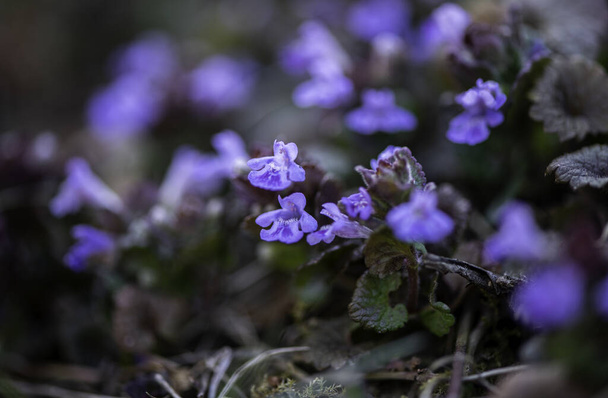Glechoma hederacea. Nepeta glechoma Benth., Nepeta hederacea is an aromatic, perennial, evergreen creeper of the mint family Lamiaceae. It is commonly known as ground-ivy, gill-over-the-ground - Photo, Image