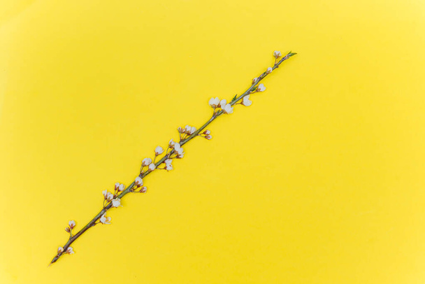 Branch of white flowers on yellow background Spring floral mock up. Minimalistic Spring background with copy space. Flat lay. - Фото, зображення